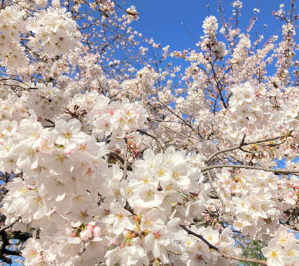 Sakura walk in Hakone-Yumoto